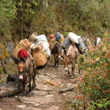 Druk Path Trekking